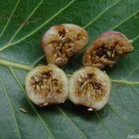 Ficus religiosa L.